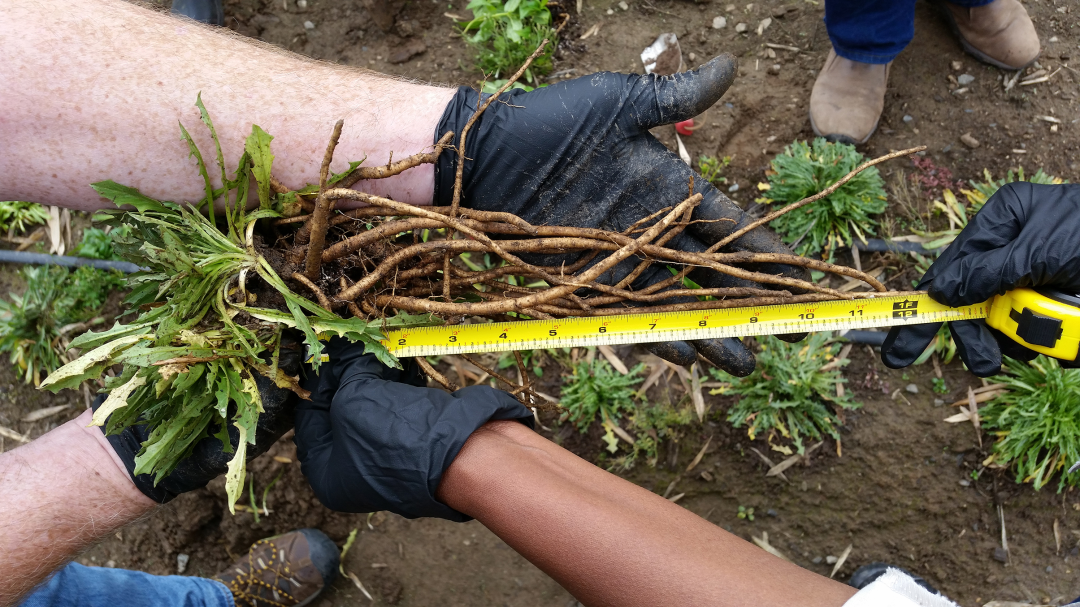 在美國，天然橡膠已被歸類為戰(zhàn)略原材料，是軍用、飛機和卡車輪胎的關鍵成分